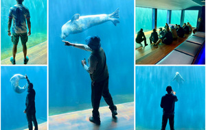 Quand la magie opère entre l’Homme et l’animal ✨🐬